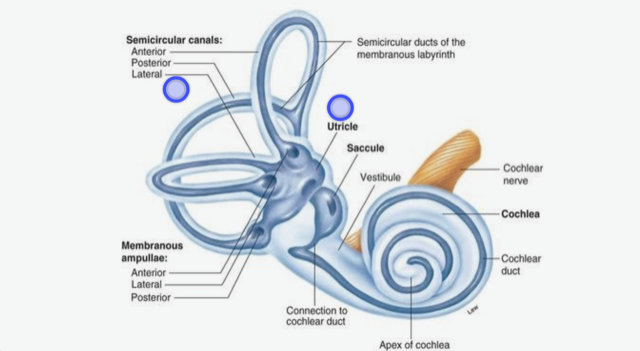 Vestibular Rehabilitation